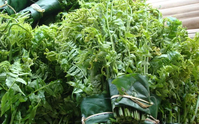 Tại Việt Nam, dương xỉ còn được biết tới với cái tên "rau dớn".