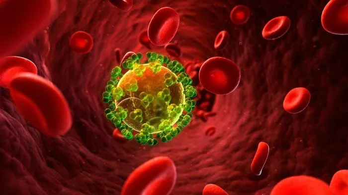 Tế bào kháng thể sẽ bám vào các thụ thể, không cho virus tiếp cận tế bào.