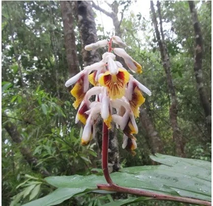 Cụm hoa của loài Riềng newman (Alpinia newmanii N.S.Lý).