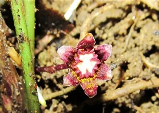 Hoa loài Aspidistra cadamensis N.S. Lý & Tillich.