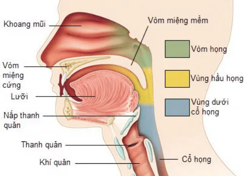 Nhiễm virus EBV được cho là nguyên nhân phổ biến gây ung thư vòm họng