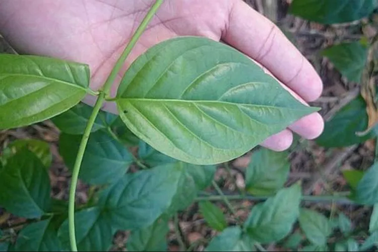 Lá ngón là một loại dây mọc leo, thân và cành không có lông, trên thân hơi có khía dọc.