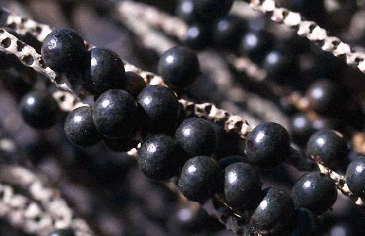 Phá thai bằng acai berry.