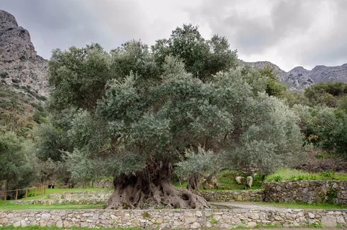 Cây ô liu cổ đại trên đảo Crete