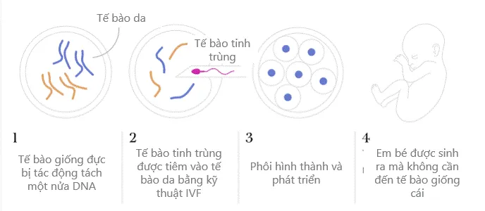 Kỹ thuật tạo phôi không cần trứng hoạt động như thế nào?