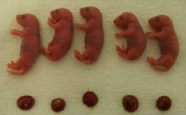 Những chú chuột con trong thí nghiệm đều khỏe mạnh và đã sẵn sàng để sinh ra những chú chuột con