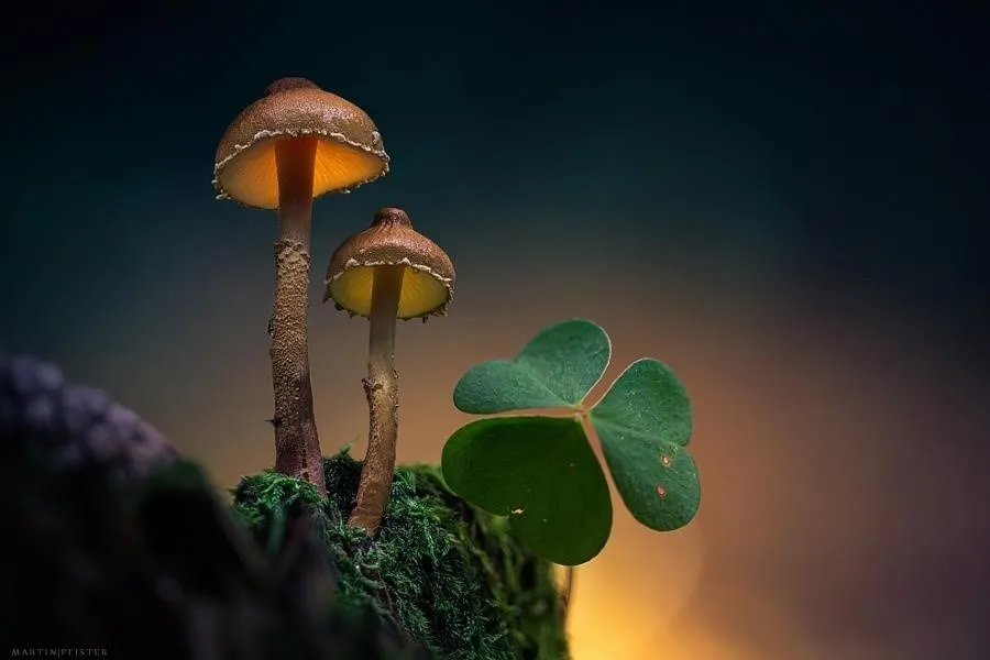 Sức sống