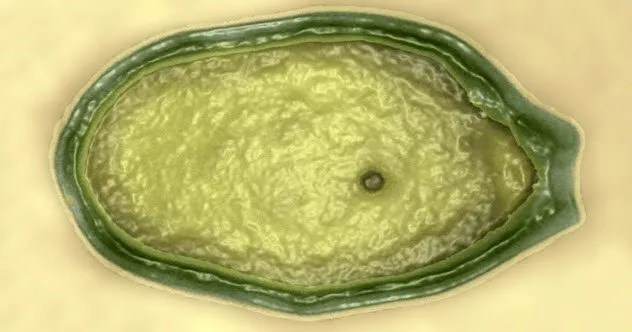 Pandoravirus