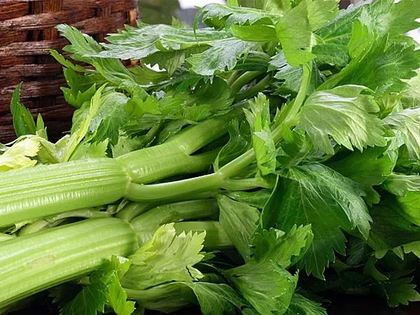 Cần tây nhiều vitamin K