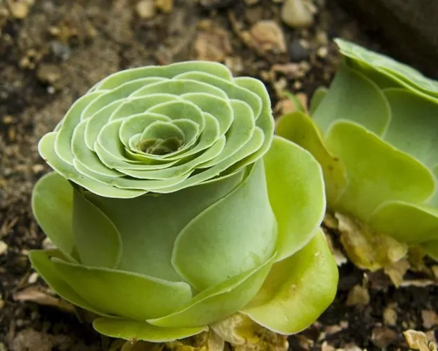 Greenovia Dodrentalis, là một loài cây trong họ thực vật mọng nước hay thực vật béo