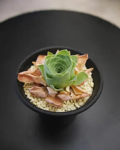 Vẻ đẹp của hoa hồng mọng nước chẳng kém là bao so với hoa hồng thực sự