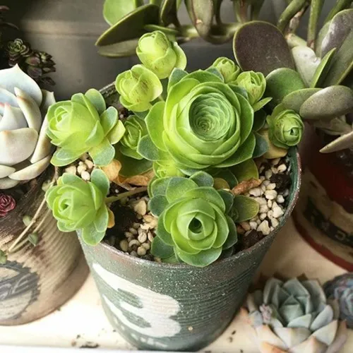 Loài thực vật độc đáo giống hệt hoa hồng đang rất được yêu thích