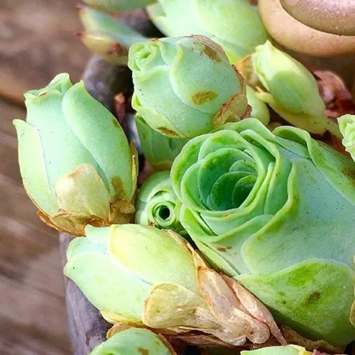 Loài thực vật độc đáo giống hệt hoa hồng đang rất được yêu thích