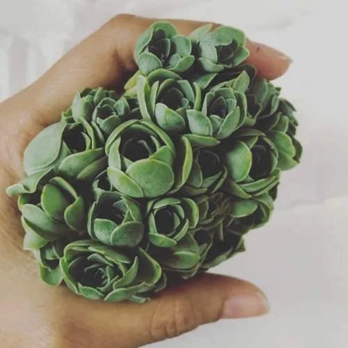 Chúng có vẻ ngoài rất giống hoa hồng xanh
