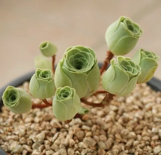 Lá của chúng xếp thành từng lớp chồng lên nhau, giống hệt như những cánh hoa của một bông hoa hồng