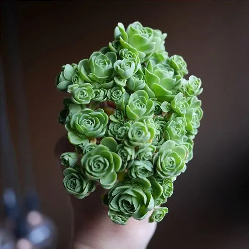 Khi phát triển, những chiếc lá cũng tách nhau ra, trông chẳng khác nào những cánh hoa đang dần dần bung nở