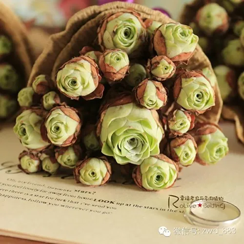 Hoa hồng mọng nước mọc thành chùm