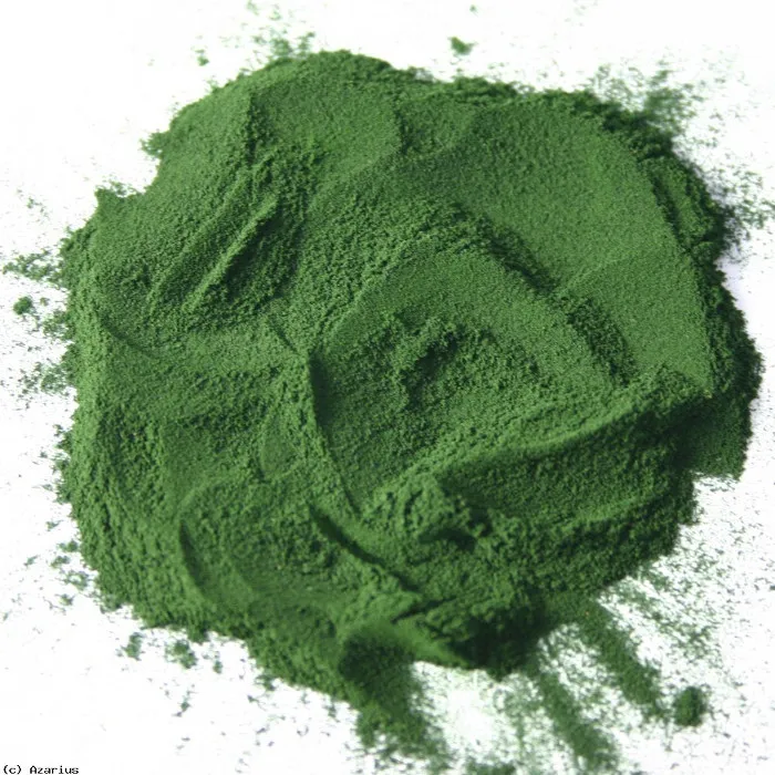 Tảo xoắn Spirulina platensis.
