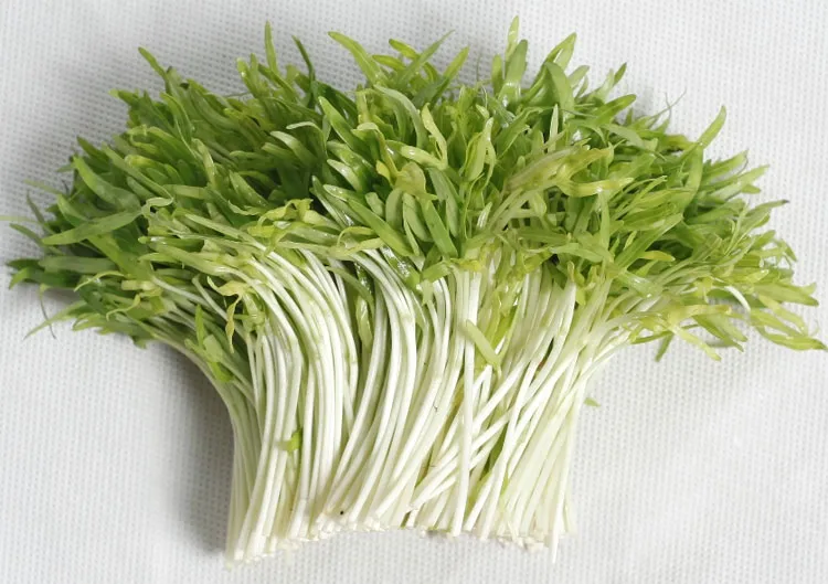 Rau mầm giúp điều trị chứng mất cân bằng hormone, là nguyên nhân chính gây rụng tóc ở phụ nữ