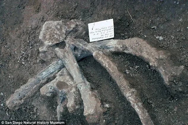 Hóa thạch của mastodon.