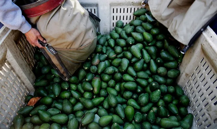 Mexico là nước sản xuất và xuất khẩu trái bơ hàng đầu trên thế giới.