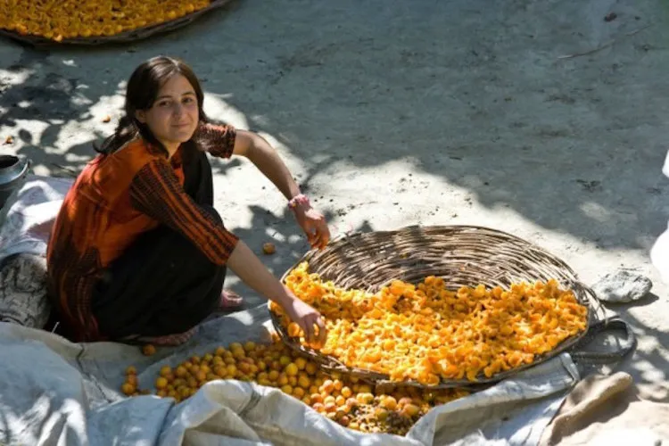 Người Hunza chỉ sống bằng việc uống nước ép quả mơ khô trong 2-4 tháng.
