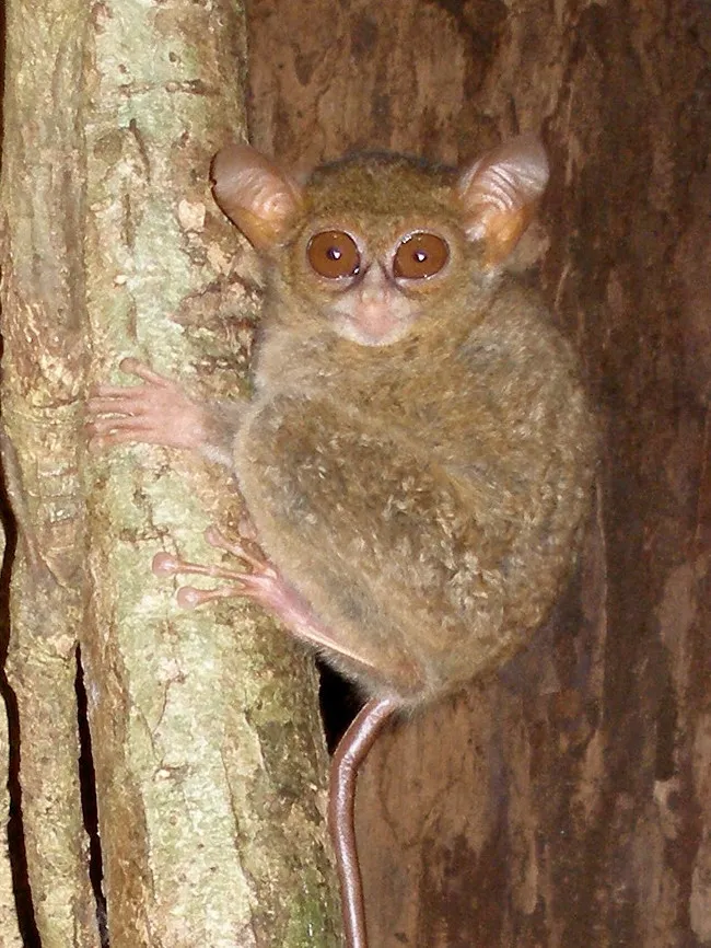Loài khỉ Tarsius spectrumgurskyae mới được phát hiện đeo bám trên thân cây