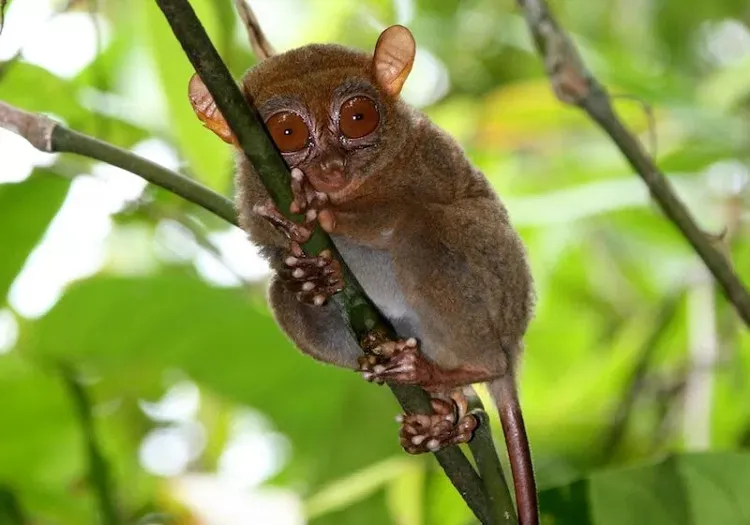 Loài khỉ Dinagat đã được phát hiện vào năm 2014 ở Philippines, cũng là một loài khỉ tarsier.