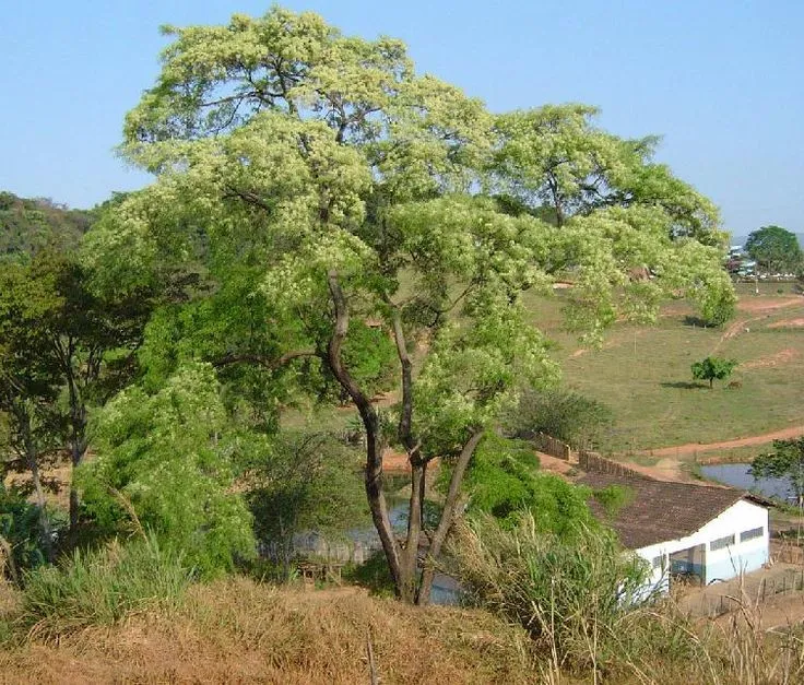 Loài cây "huilco", cây thánh đối với người dân địa phương.