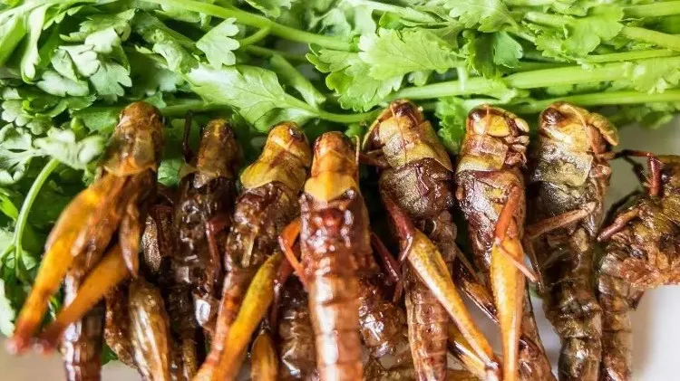 Chuyển sang tiêu thụ côn trùng thì một lượng lớn khí thải nhà kính trong quá trình chăn nuôi cũng được giảm thiểu.