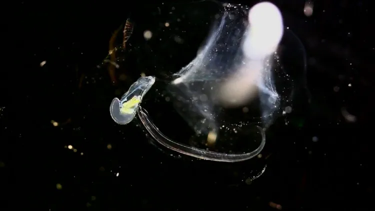 Chân dung Larvacean.