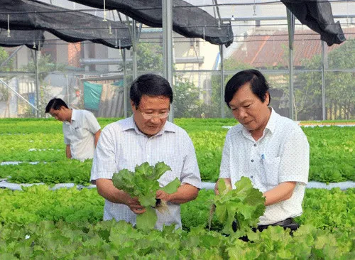 Ông Hà Sỹ Đồng - Phó Chủ tịch UBND tỉnh Quảng Trị (trái) thăm mô hình trồng rau công nghệ cao