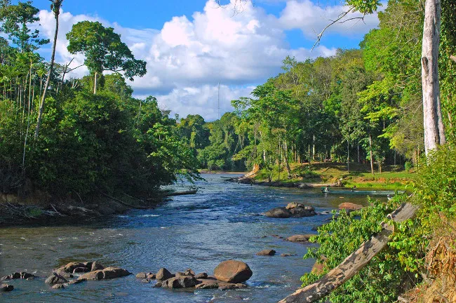 91% diện tích Suriname được bao phủ bởi rừng rậm