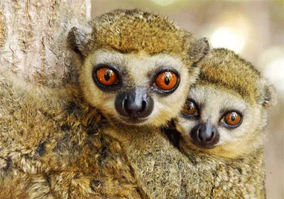 Loài vượn cáo ở Madagascar