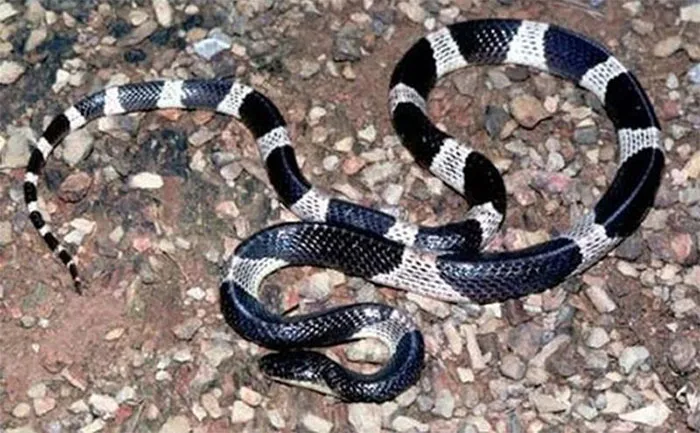 Malayan krait
