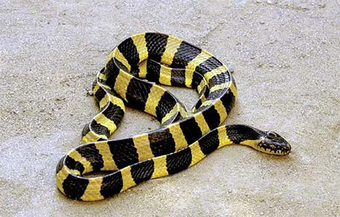 Banded krait